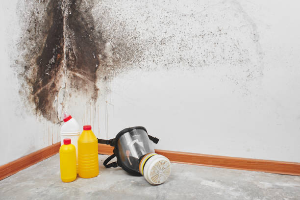 Best Mold Removal and Inspection  in Dacula, GA