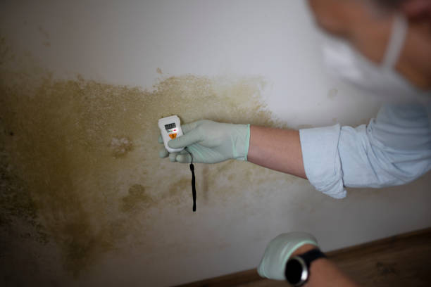 Best Mold Damage Repair  in Dacula, GA