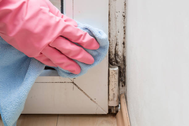 Best Toxic Mold Removal  in Dacula, GA